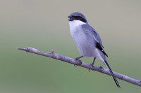 Southern Grey Shrike, Jandia Golf Course, Fuertventura, August 2025