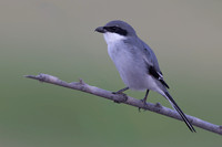 Southern Grey Shrike, Jandia Golf Course, Fuertventura, August 2025