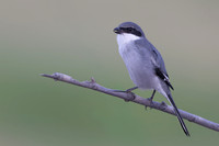 Southern Grey Shrike, Jandia Golf Course, Fuertventura, August 2025