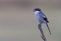 Southern Grey Shrike, Jandia Golf Course, Fuertventura, August 2025