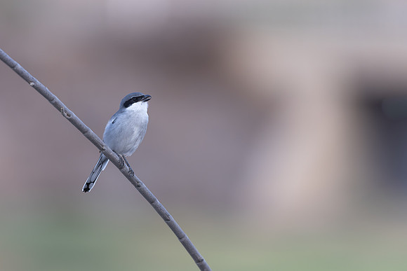 Southern Grey Shrike, Jandia Golf Course, Fuertventura, August 2025