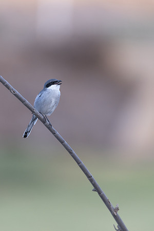 Southern Grey Shrike, Jandia Golf Course, Fuertventura, August 2025