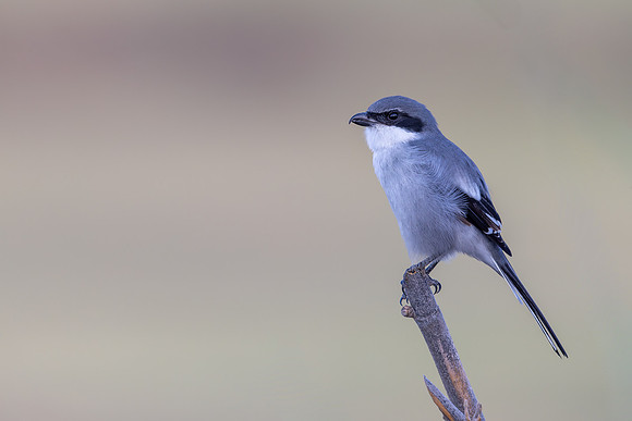 Southern Grey Shrike, Jandia Golf Course, Fuertventura, August 2025