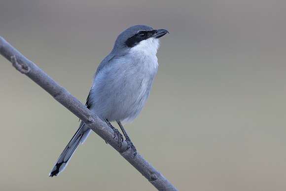 Southern Grey Shrike, Jandia Golf Course, Fuertventura, August 2025