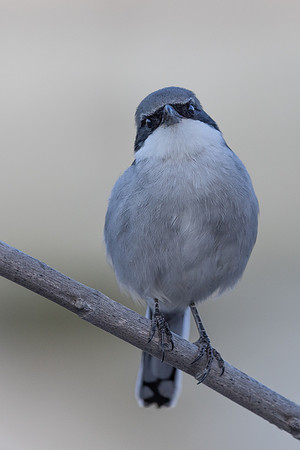 Southern Grey Shrike, Jandia Golf Course, Fuertventura, August 2025