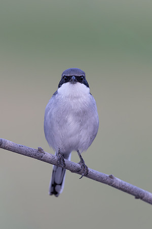 Southern Grey Shrike, Jandia Golf Course, Fuertventura, August 2025