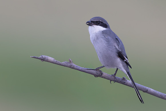 Southern Grey Shrike, Jandia Golf Course, Fuertventura, August 2025