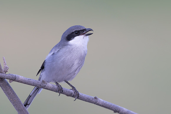 Southern Grey Shrike, Jandia Golf Course, Fuertventura, August 2025