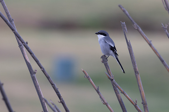 Southern Grey Shrike, Jandia Golf Course, Fuertventura, August 2025