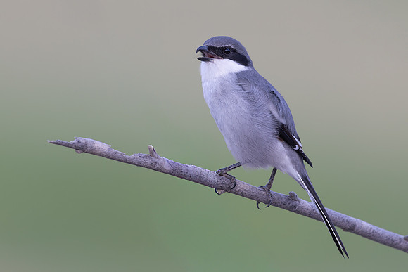 Southern Grey Shrike, Jandia Golf Course, Fuertventura, August 2025