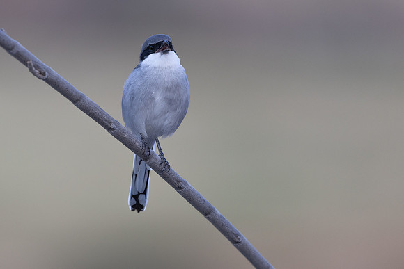 Southern Grey Shrike, Jandia Golf Course, Fuertventura, August 2025