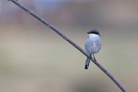 Southern Grey Shrike, Jandia Golf Course, Fuertventura, August 2025