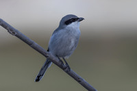 Southern Grey Shrike, Jandia Golf Course, Fuertventura, August 2025