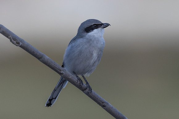 Southern Grey Shrike, Jandia Golf Course, Fuertventura, August 2025