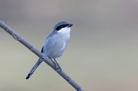 Southern Grey Shrike, Jandia Golf Course, Fuertventura, August 2025