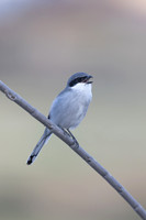 Southern Grey Shrike, Jandia Golf Course, Fuertventura, August 2025