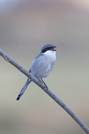 Southern Grey Shrike, Jandia Golf Course, Fuertventura, August 2025