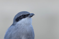 Southern Grey Shrike, Jandia Golf Course, Fuertventura, August 2025