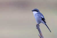 Southern Grey Shrike, Jandia Golf Course, Fuertventura, August 2025