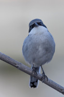 Southern Grey Shrike, Jandia Golf Course, Fuertventura, August 2025