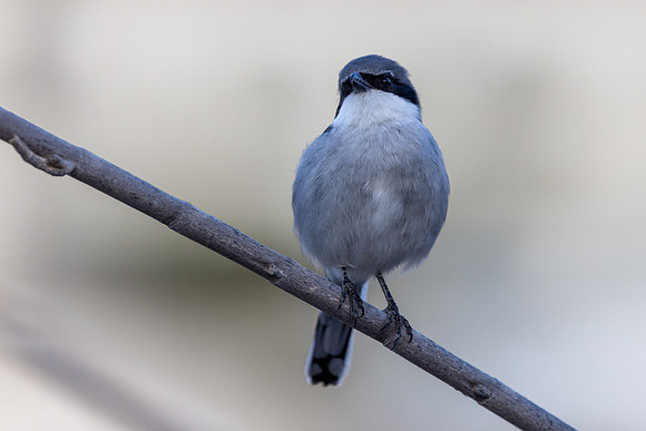 Southern Grey Shrike, Jandia Golf Course, Fuertventura, August 2025