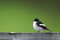 Pied Flycatcher, Winterbourne, April 2021