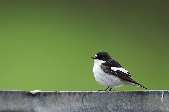 Pied Flycatcher, Winterbourne, April 2021