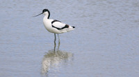 Avocet, Titchfield Haven, June 2015