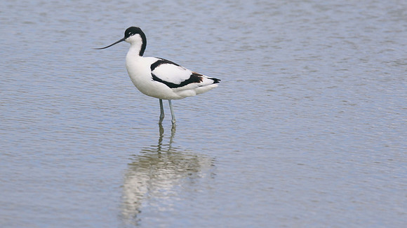 Avocet, Titchfield Haven, June 2015