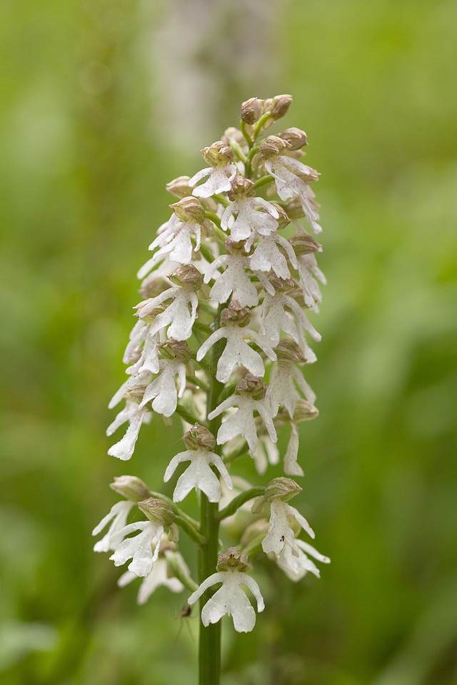 Lady Orchid, Bonsai Bank, May 2024
