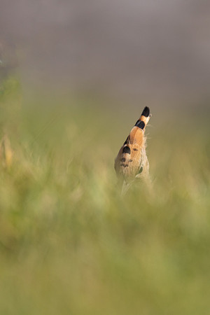 Hoopoe, Swansea, October 2024