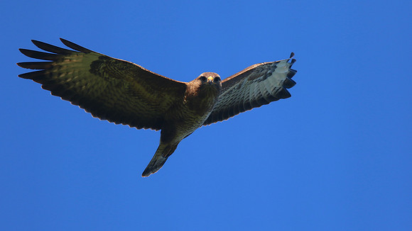 Buzzard, Tockington, June 2015