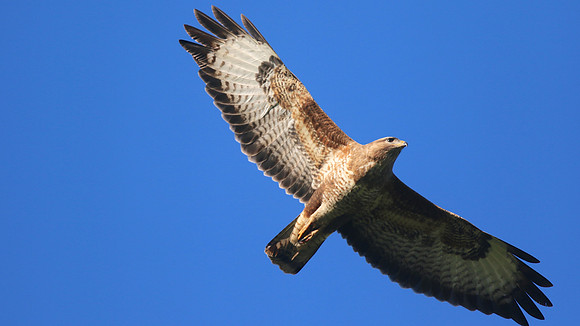 Buzzard, Tockington, June 2015