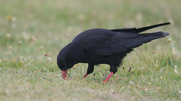 Chough