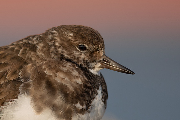 Turnstone, Lyme Regis, March 2022