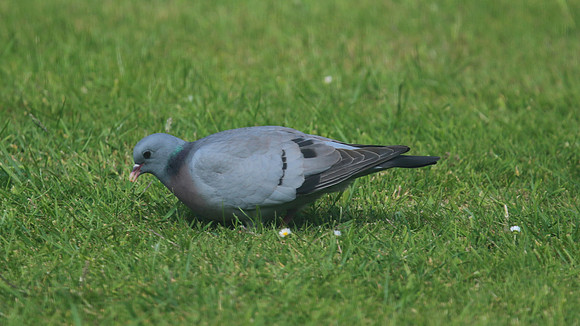 Stock Dove, Tockington, June 2015