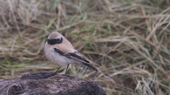 Desert Wheatear, Severn Beach 2013
