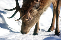 Red Deer, Cairngorms, February 2015