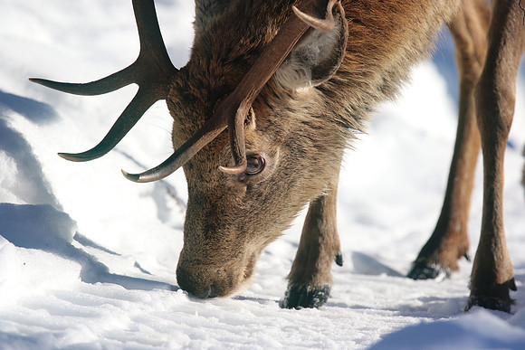Red Deer, Cairngorms, February 2015
