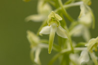 Greater Butterfly-orchid, Yockletts Bank, May 2024