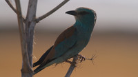 Roller, Larnaca Sewage works 2014