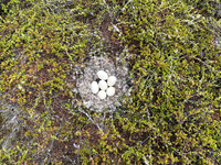 Tundra Bean Goose, Komagværstranda, Norway, June 2025