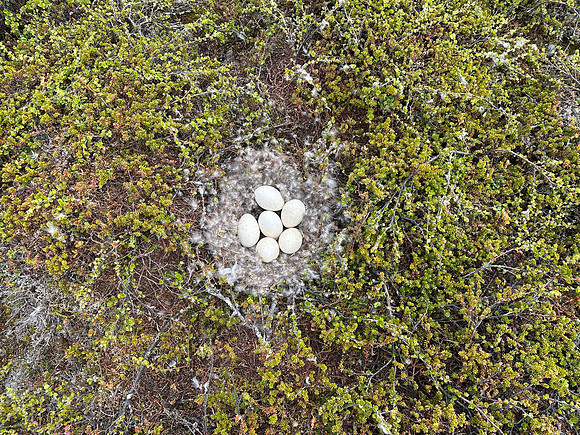 Tundra Bean Goose, Komagværstranda, Norway, June 2025