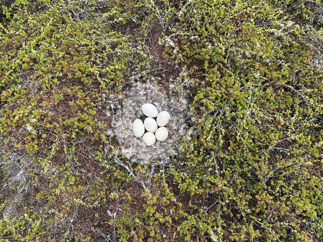 Tundra Bean Goose, Komagværstranda, Norway, June 2025