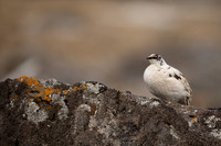 Ptarmigan, Raufarhofn, Iceland, June 2022