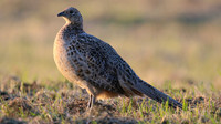 Pheasant (female) Northwick, June 2015