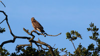 Buzzard, Tockington, June 2015