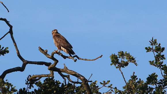 Buzzard, Tockington, June 2015