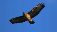 Buzzard, Tockington, June 2015