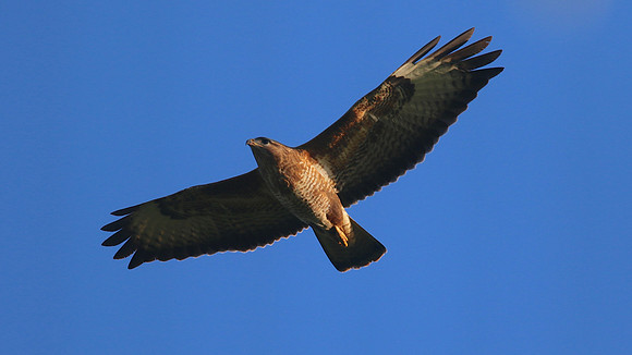 Buzzard, Tockington, June 2015